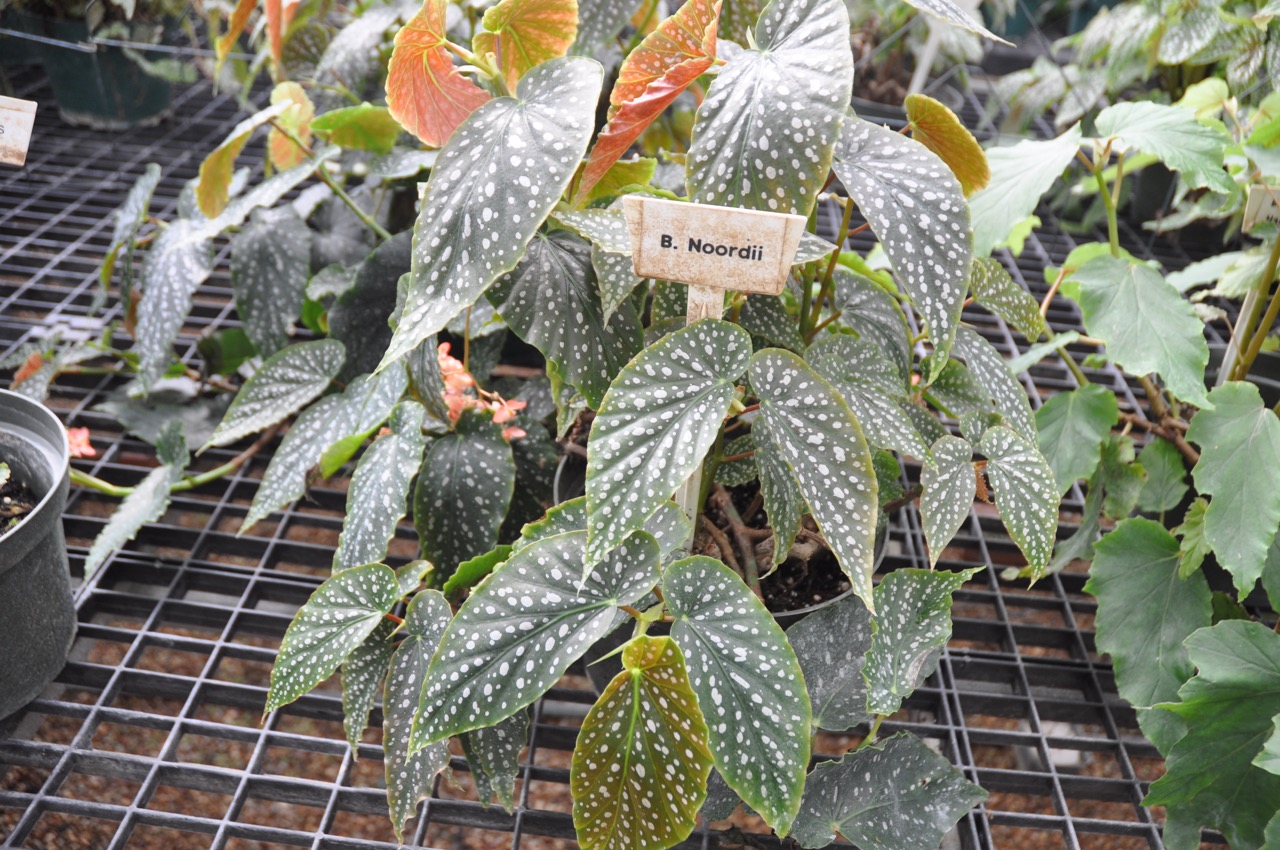B. ‘Noordii’